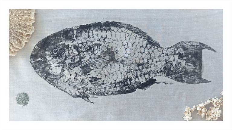 Poisson Perroquet, Madagascar